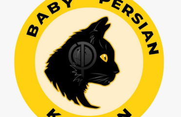 Baby Persian Kitten